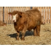 Image 5 : Rusty Ridge Cattle Co. Ltd. - 950# February Delivery Steers - 120 Head (Bowden, AB)