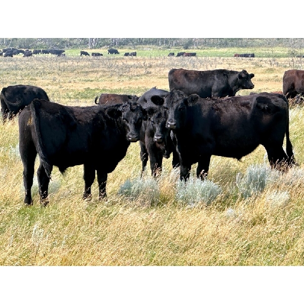 Kings Corner Farms - 880# August Grass Steers - 70 Head (Corning, SK)