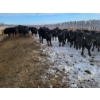 Image 2 : Bauer Ranching - 890# February Weaned Steers - 235 Head (Hilda, AB)