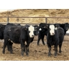 Image 4 : Leon Torkelson - 700# Dec/Jan Delivery Weaned Steers - 90 Head (Millicent, AB)