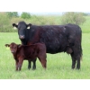 Image 9 : Knapp Farms - 550# October Delivery Steer Calves - 110 Head (Southey, SK)