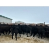 Image 6 : Riverview Farming Co. - 875# March Delivery Steers - 70 Head (Saskatoon, SK)