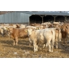 Image 2 : Winn Man Farms - 720# March Delivery Heifers - 254 Head (Winnipegosis, MB)