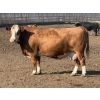 Image 2 : Cunningham Cattle Co. - 1550# August Delivery Grain Fed Cows - 55 Head (Sundre, AB)