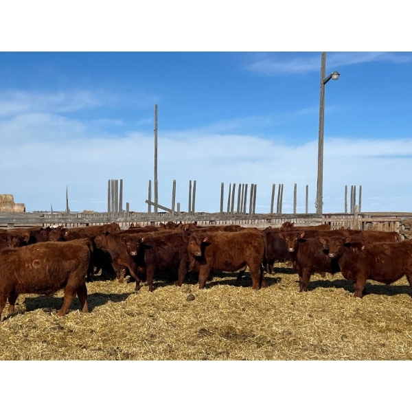 Hillcrest Farming Co. - 690# March Delivery Steers - 90 Head (Dundurn, SK)