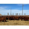 Image 1 : Hillcrest Farming Co. - 690# March Delivery Steers - 90 Head (Dundurn, SK)