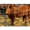 Image 1 : Fox Cattle Co. - 11 Bred Heifers (Pen 443)