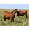 Image 5 : Riverbend Ranch - 1050# October Delivery Grass Steers - 245 Head (Spondin, AB)