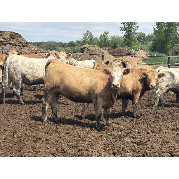 Brandt Boys Inc. - 1000# June Delivery Heifers - 125 Head (Tolstoi, MB)