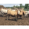 Image 1 : Brandt Boys Inc. - 1000# June Delivery Heifers - 125 Head (Tolstoi, MB)