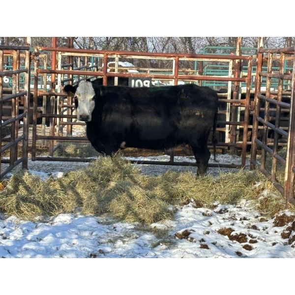 98 Ranch - 1 Cow (Pen 109)