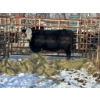 Image 1 : 98 Ranch - 1 Cow (Pen 109)