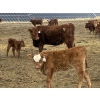 Image 3 : South Ridge Simmentals - 20 Red/Red X 1st Calf Pairs (Picture Butte, AB)