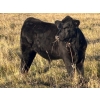 Image 16 : Jordan & Kelli Hoopfer - 660# November Delivery Steer Calves - 90 Head (Gadsby, AB)