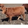 Image 4 : Barfus Farms - 25 Red Replacement Heifers (Cardston, AB)