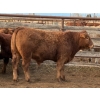 Image 6 : Don & Betty Petersen - 825# November Delivery Steer Calves - 55 Head (Sundre, AB)