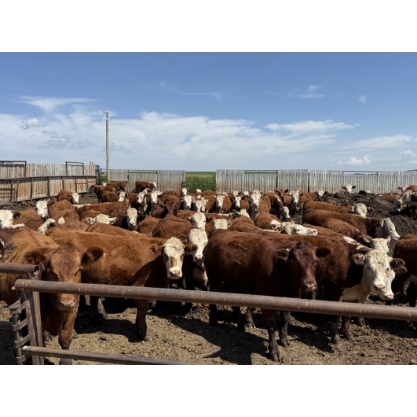 South Ridge Simmentals - 920# September Delivery Heifers - 98 Head (Monarch, AB)
