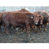 Image 5 : A&S Farms - 27 Red/Red X/Simm X Bred Cows (Picture Butte, AB)
