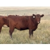 Image 2 : McIntyre Ranch - 1012# October Delivery Grass Heifers - 55 Head (Picture Butte, AB)