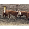 Image 6 : Midpoint Farms - 35 RBF/RWF April/May Calving Bred Heifers (Drayton Valley, AB)