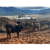 Image 6 : Guichon Creek Ranch - 725# March Delivery Steers - 70 Head (Westwold, BC)