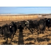 Image 3 : East Wind Farms - 960# January Weaned Steers - 140 Head (High River, AB)