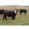 Image 3 : Leib Farm & Ranch Ltd. - 715# November Delivery Steer Calves - 85 Head (Southey, SK)