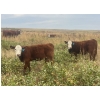 Image 7 : Blaine & Sue Hudec - 615# November Delivery Steer Calves - 80 Head (Jenner, AB)