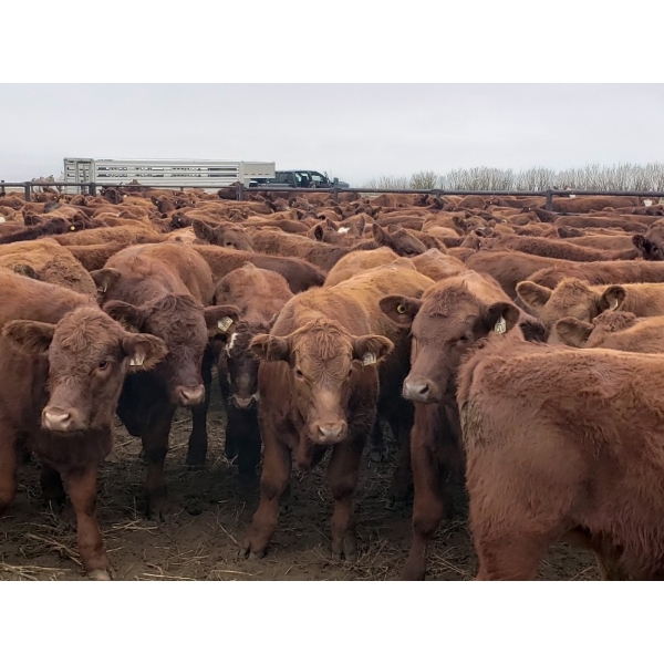 Mayfield Ranching - 625# October Delivery Steer Calves - 95 Head (Etzicom, AB)