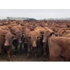 Image 1 : Mayfield Ranching - 625# October Delivery Steer Calves - 95 Head (Etzicom, AB)