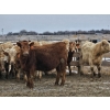 Image 8 : Osadczuk Cattle Co. - 699# March Delivery Heifers - 89 Head (Patricia, AB)