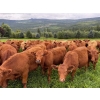 Image 11 : Crystal Lake Ranch - 875# July Delivery Steers - 70 Head (Malakwa, BC)