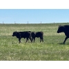 Image 8 : Sherness Farms  - 510# October Delivery Heifer Calves - 20 Head (Sheerness, AB)