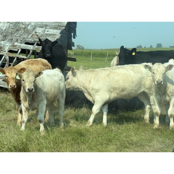 Cluny Colony - 635# October Delivery Heifer Calves - 70 Head (Cluny, AB)