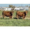 Image 4 : Valley View Ranch - 925# October Grass Heifers - 66 Head (Strathmore, AB)