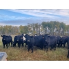 Image 3 : 7L Ranch - 1005# October Delivery Grass Heifers - 59 Head (Lakeland, MB)