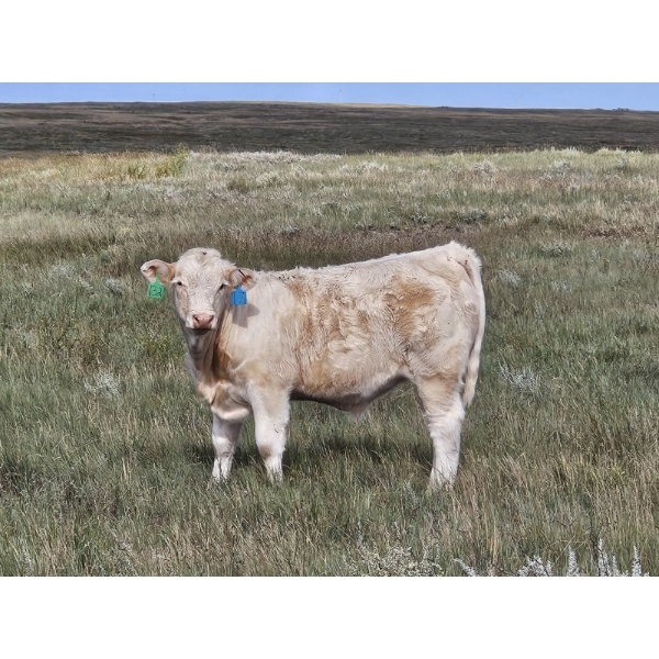 Bruce & Derek Christensen - 720# November Delivery Steer Calves - 85 Head (Rainier, AB)