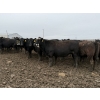 Image 4 : Cunningham Cattle Co. - 815# June Delivery Heifers - 140 Head (Rhein, SK)