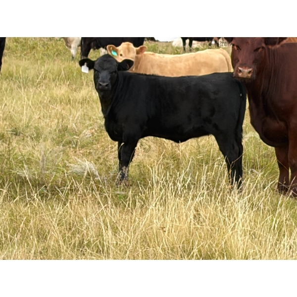 Circus Coulee Cattle (Robert & Jordy Hoff) - 510# November Heifer Calves - 95 Head (Dorothy, AB)