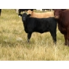 Image 1 : Circus Coulee Cattle (Robert & Jordy Hoff) - 510# November Heifer Calves - 95 Head (Dorothy, AB)