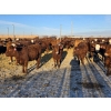 Image 5 : Cattlewood Farms Ltd. - 750# February Delivery Heifers - 166 Head (Vauxhall, AB)