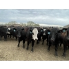 Image 11 : Lone Star Cattle Co. - 1030# May Delivery Steers - 305 Head (Strathmore, AB)