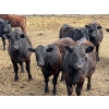 Image 4 : Richard Rosen - 750# May Delivery Heifers - 59 Head (Rainier, AB)