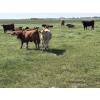 Image 7 : Dan Glover - 975# September Delivery Grass Heifers - 44 Head (Irricana, AB) VBP+