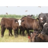Image 9 : Pleasant Vista Farms - 675# October Delivery Steer Calves - 90 Head (Peebles, SK)