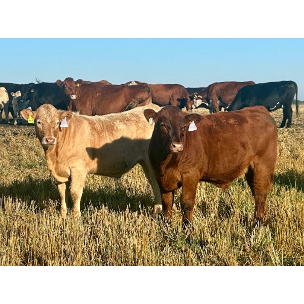 Darcy, Colton & Blake Reinhardt - 700# October Delivery Steer Calves - 88 Head (Nightingale, AB)