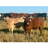 Image 1 : Darcy, Colton & Blake Reinhardt - 700# October Delivery Steer Calves - 88 Head (Nightingale, AB)