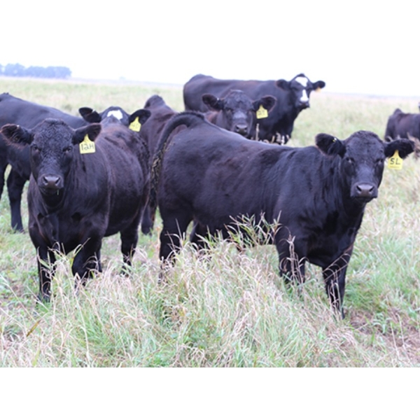 Percyview Farms - 620# November Delivery Steer Calves - 95 Head (Kisbey, SK)