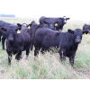 Image 1 : Percyview Farms - 620# November Delivery Steer Calves - 95 Head (Kisbey, SK)