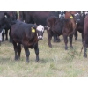 Image 11 : Hebert Livestock Ventures - 760# February Delivery Weaned Steers - 240 Head (Wawota, SK) VBP+